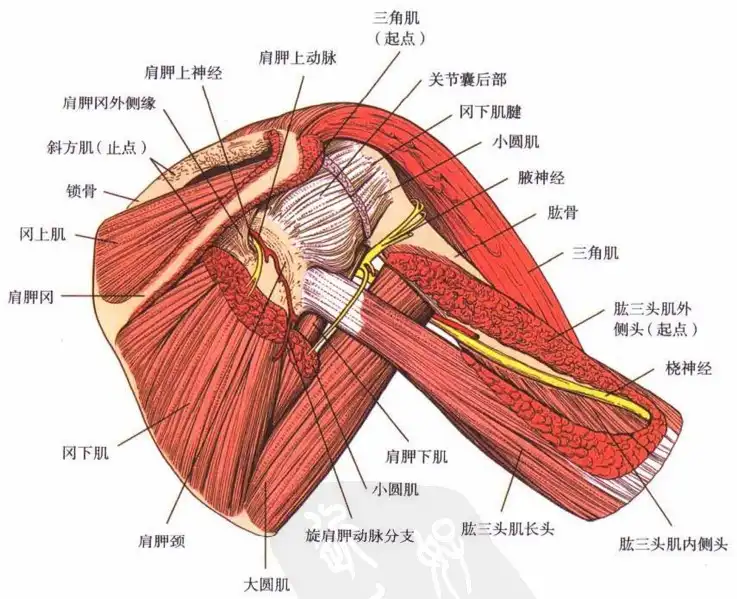 1762412947843709.png 肩关节.png